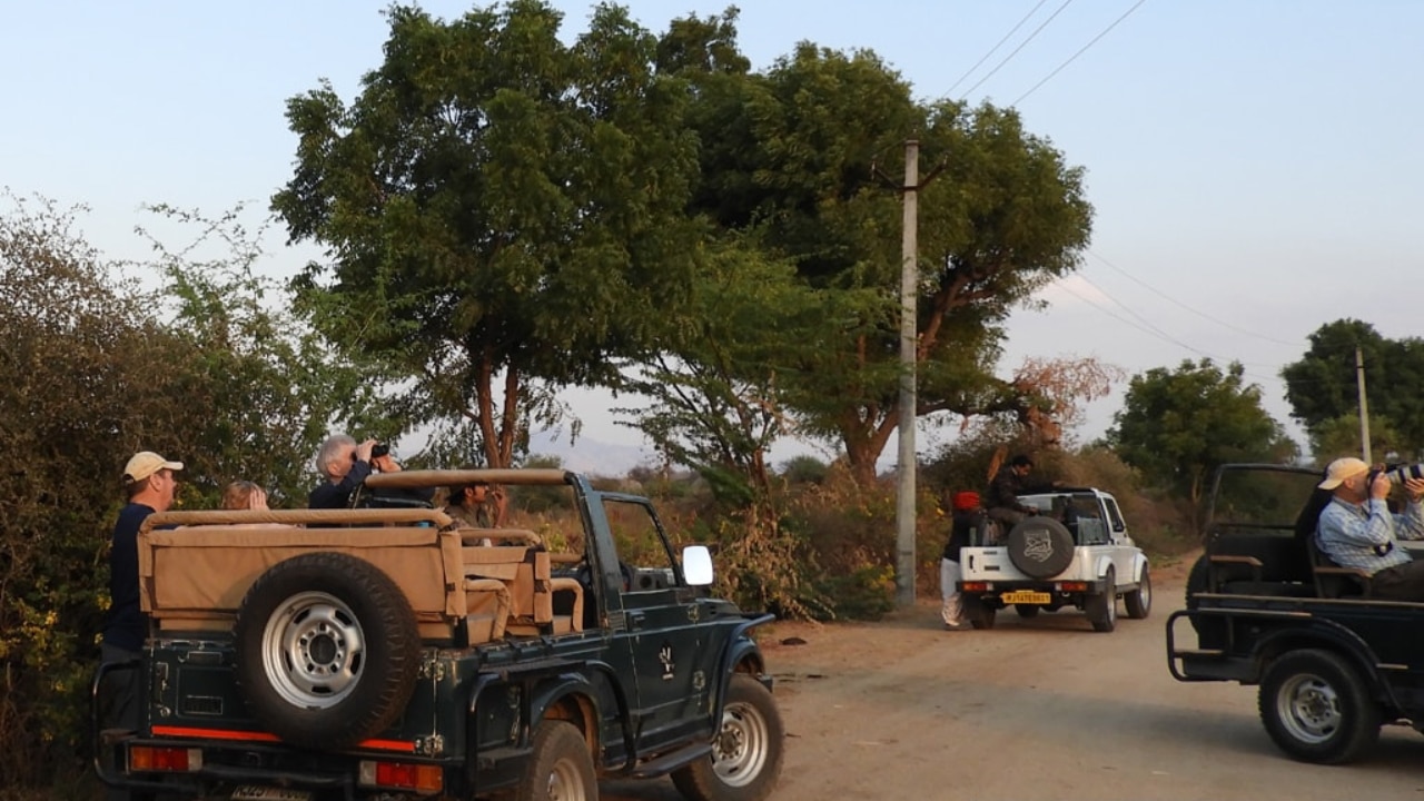 Leopard Safaris