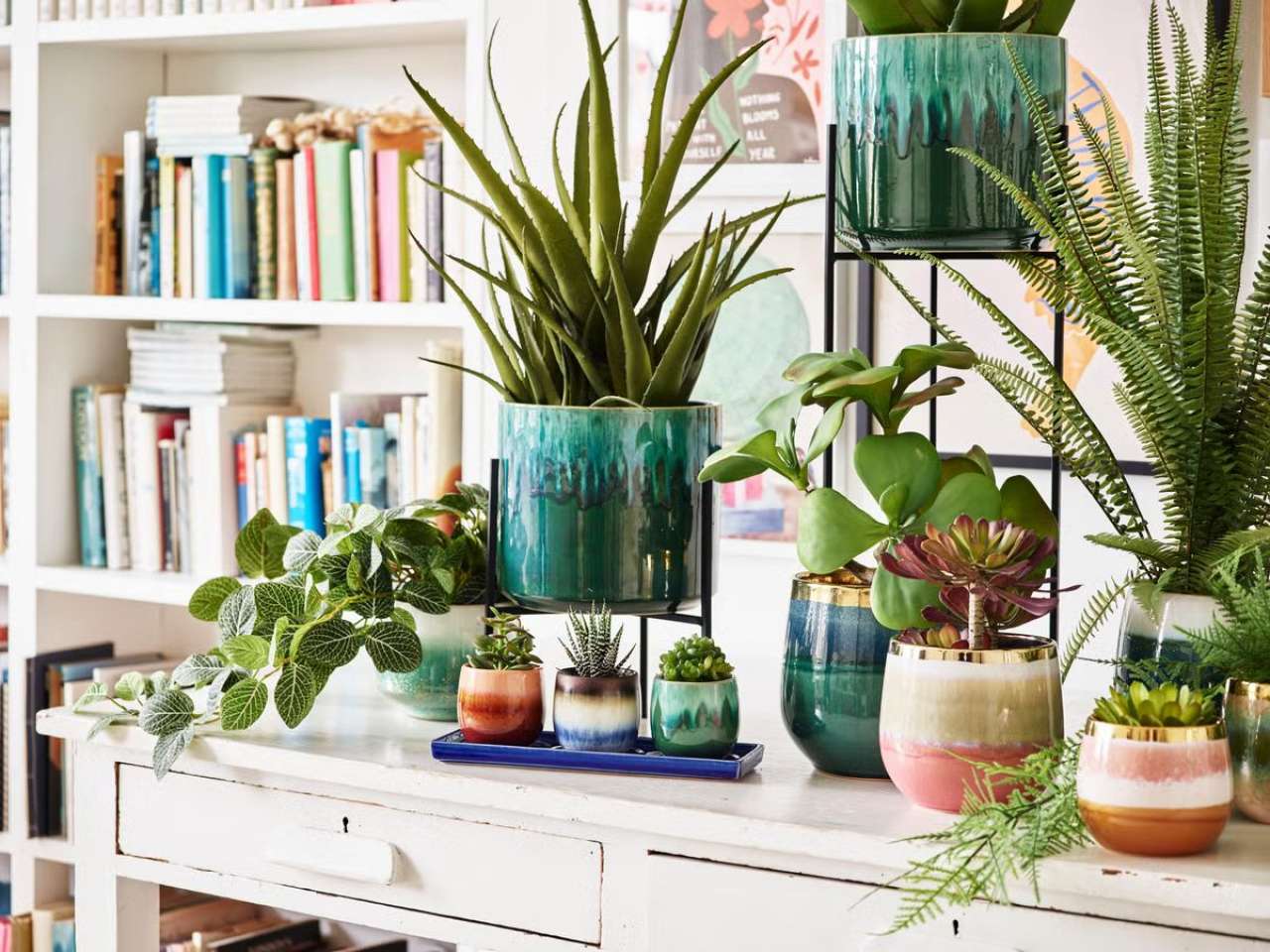 Indoor Plants in Decor Pots