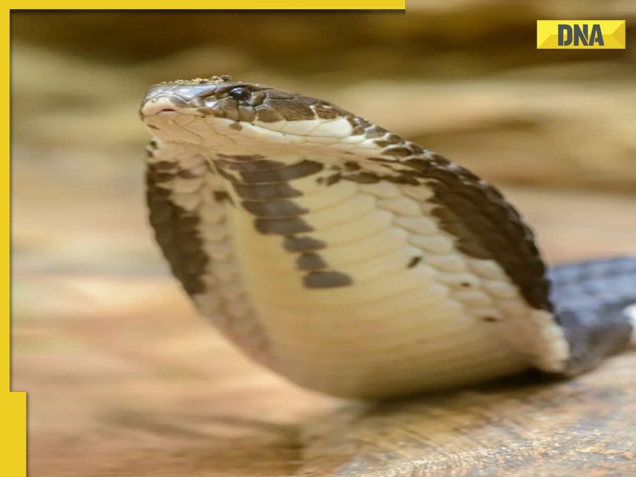 In THIS Indian village, families live with cobras, the reason is...