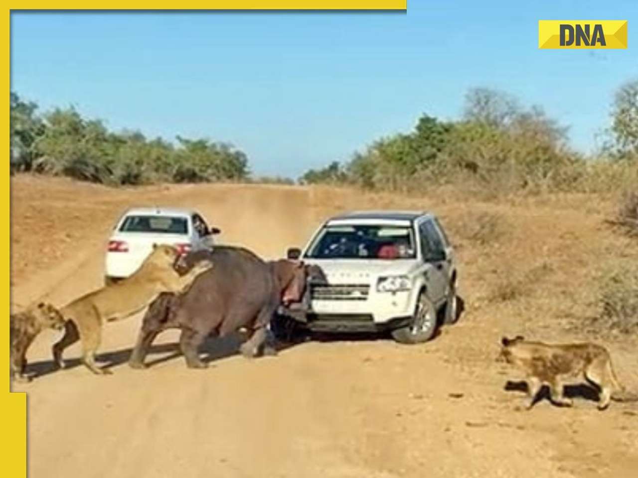 Warch: Land Rover bitten by Hippo, tourists witness intense faceoff as..., video goes viral