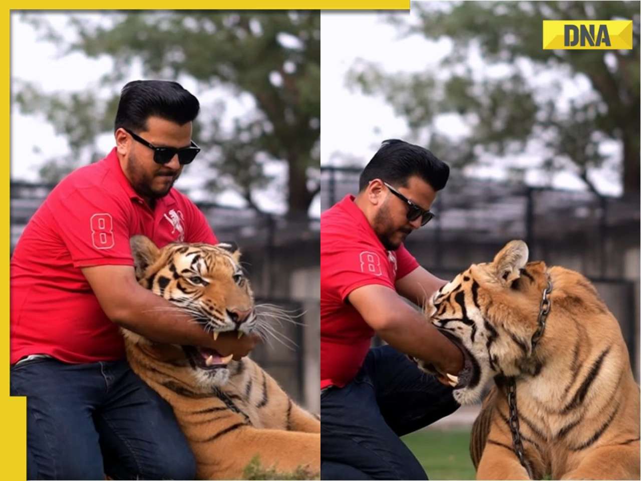 Video of Pakistani man putting hand into chained tiger's mouth goes viral, social media reacts