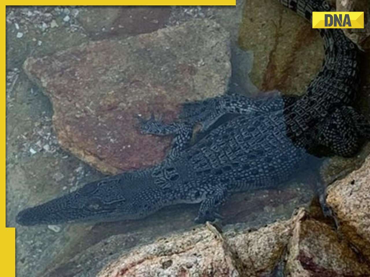 'The reason you should avoid....': Video of crocodile emerging from puddle in Australia sparks fear, watch