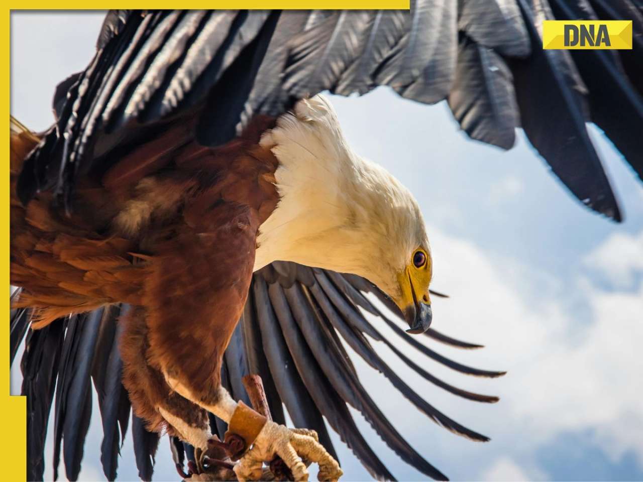 This was world's largest Eagle which went extinct 500 years ago, was found in...