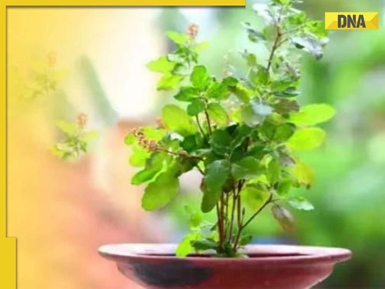 Tulsi Vivah 2024 Time: Date, shubh muhurat, rituals and significance