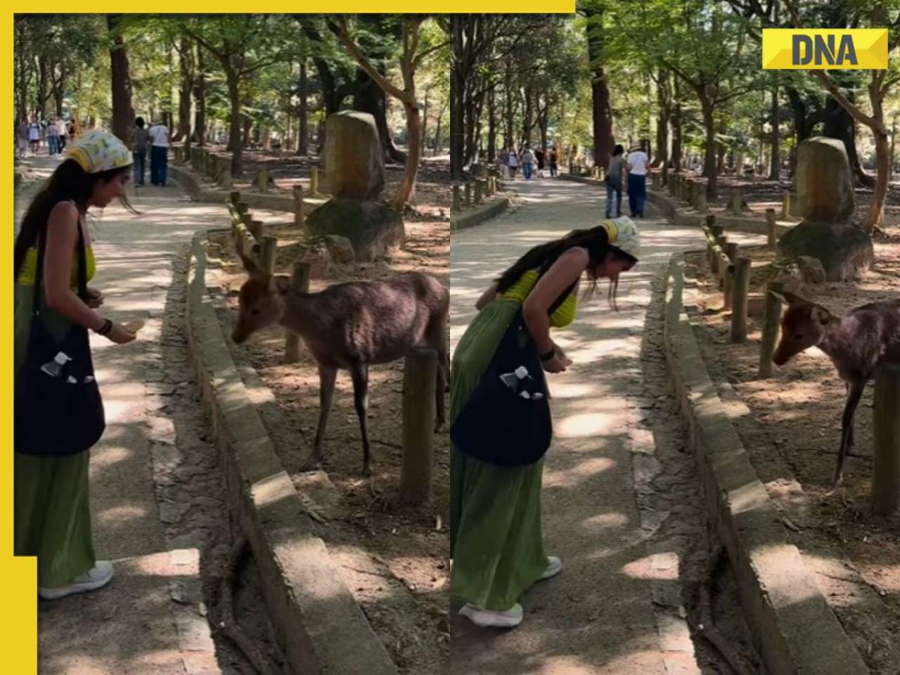 Japan's Nara deer's polite bow to Indian woman leaves netizens in awe, WATCH