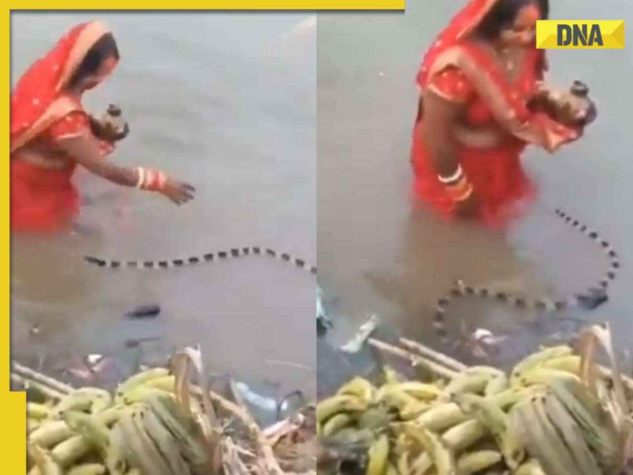 Chhath Puja turns scary! Venomous snake turns towards woman performing rituals, then…