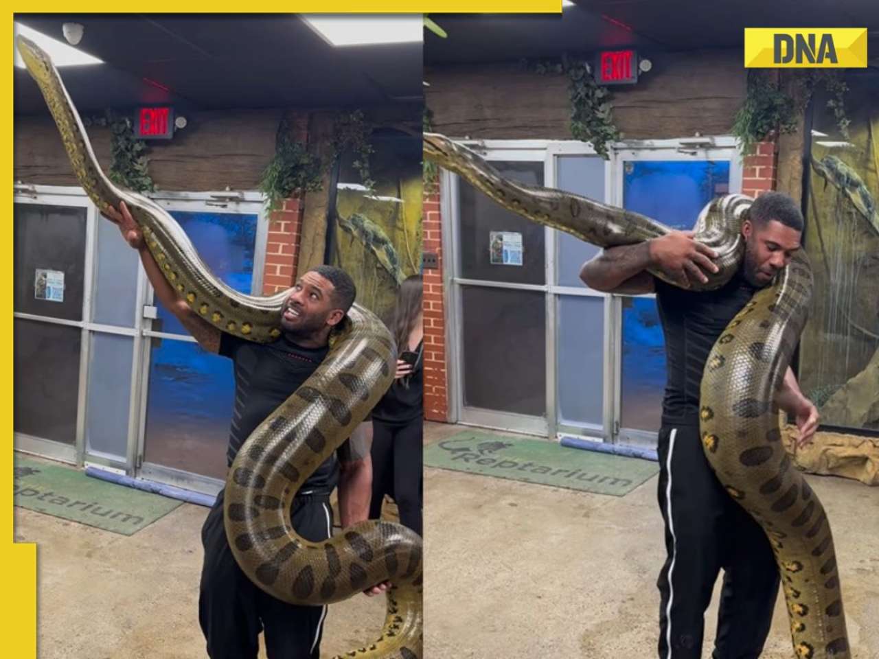 Jaw-dropping! Man wraps massive green anaconda around his shoulders, internet says...