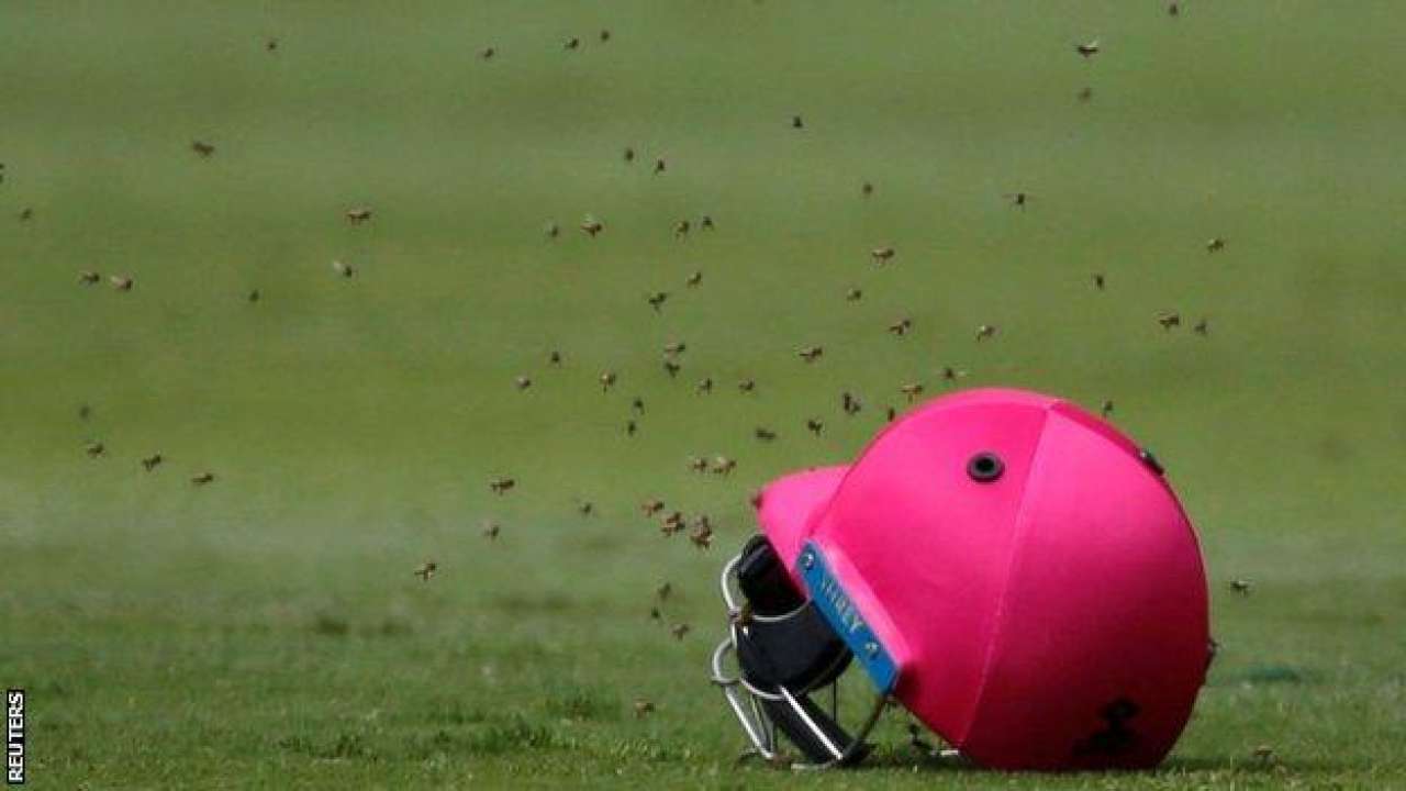 Bees swarm at the Wanderers