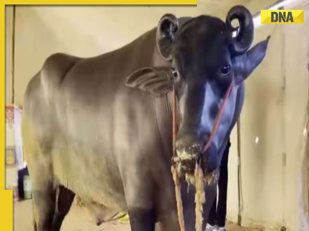 THIS Rs 23 crore buffalo lives luxurious life, eats dry fruits worth Rs 1500 daily, his semen is sold at...