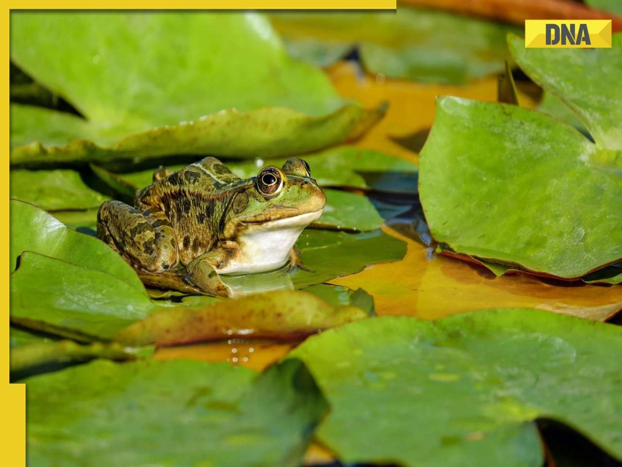 An Indian village where frogs are married off, the reason is...