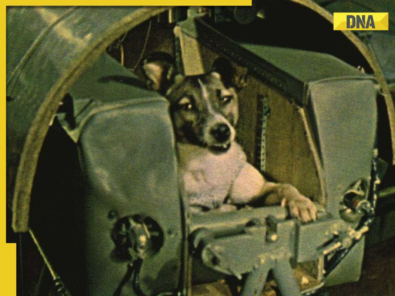 What happened to Laika, first dog to ever travel in space?