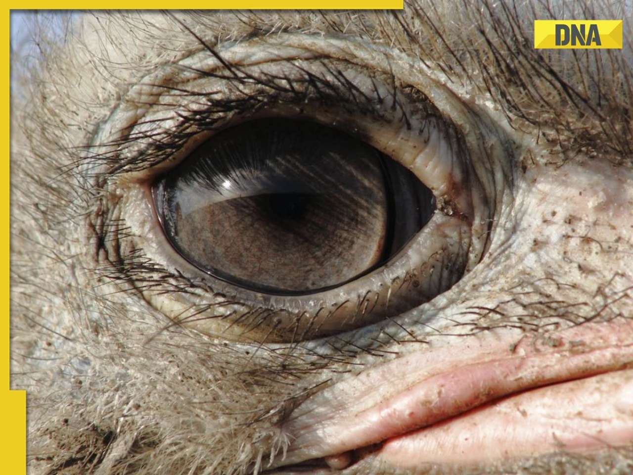 This bird has one of the largest eyes in world, even bigger than its brain, they measure…