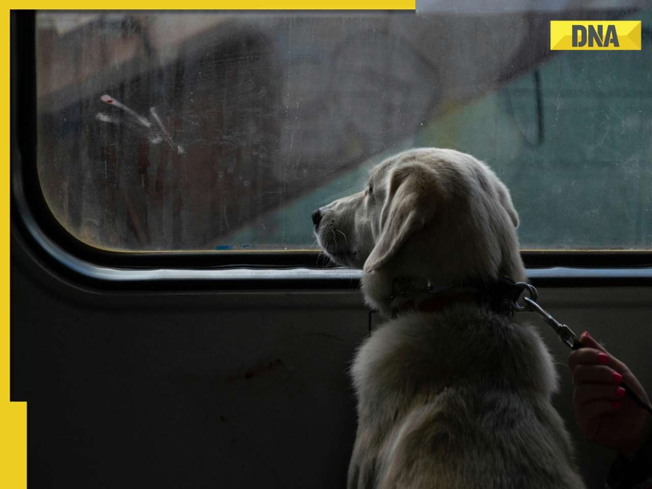 Here's how you can travel with your dog on Indian Railways: Check step-by-step guidelines