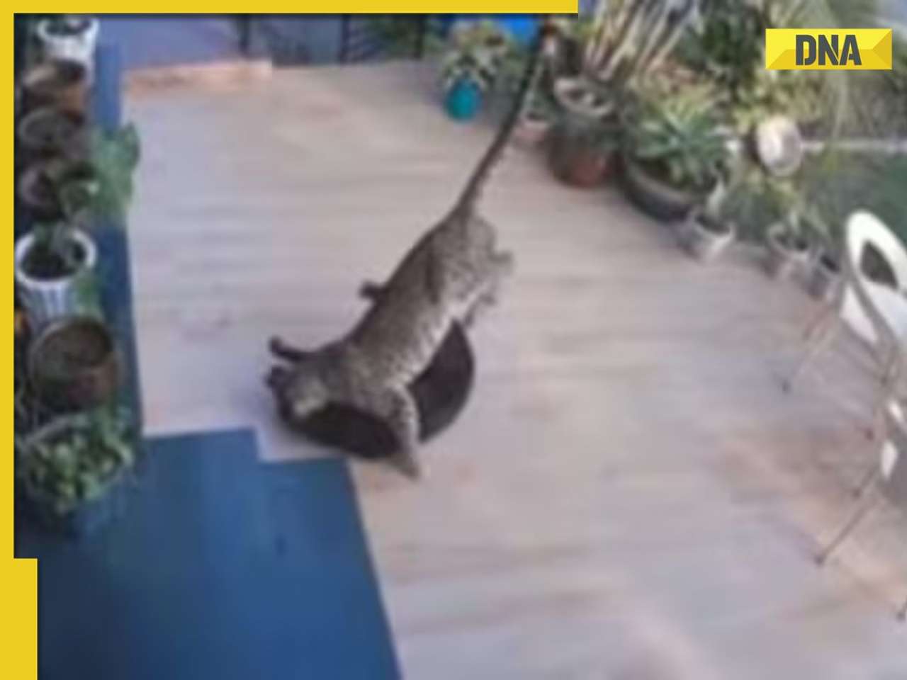 VIRAL: In terrifying video, Leopard sneaks into house attacks pet dog in Mount Abu, check here 