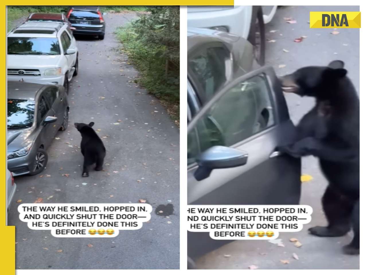 Viral clip shows giant bear opening car door and..., what happened next will leave you stunned! WATCH 