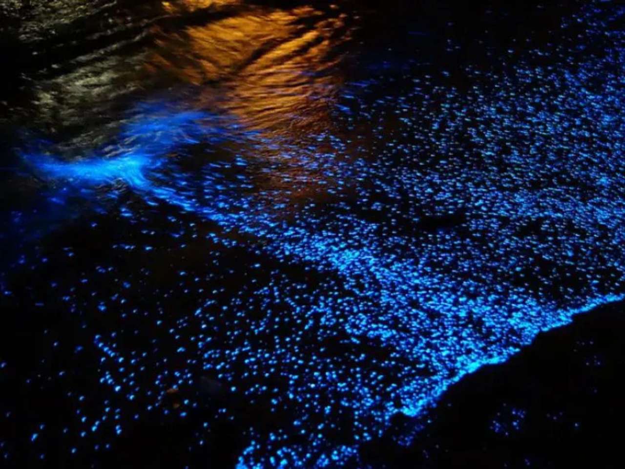 bioluminescent beach in india