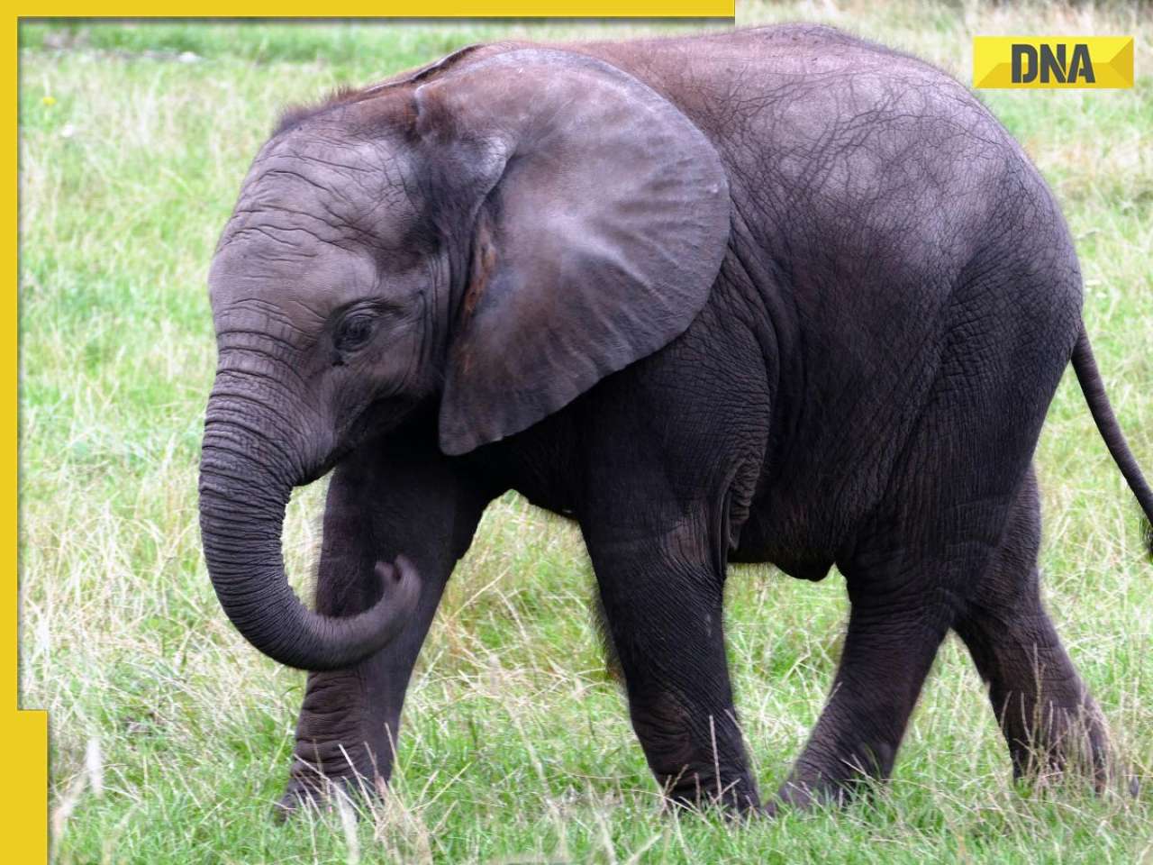 In this place, riders have to pay unique tax not to humans, but to elephant, it is...