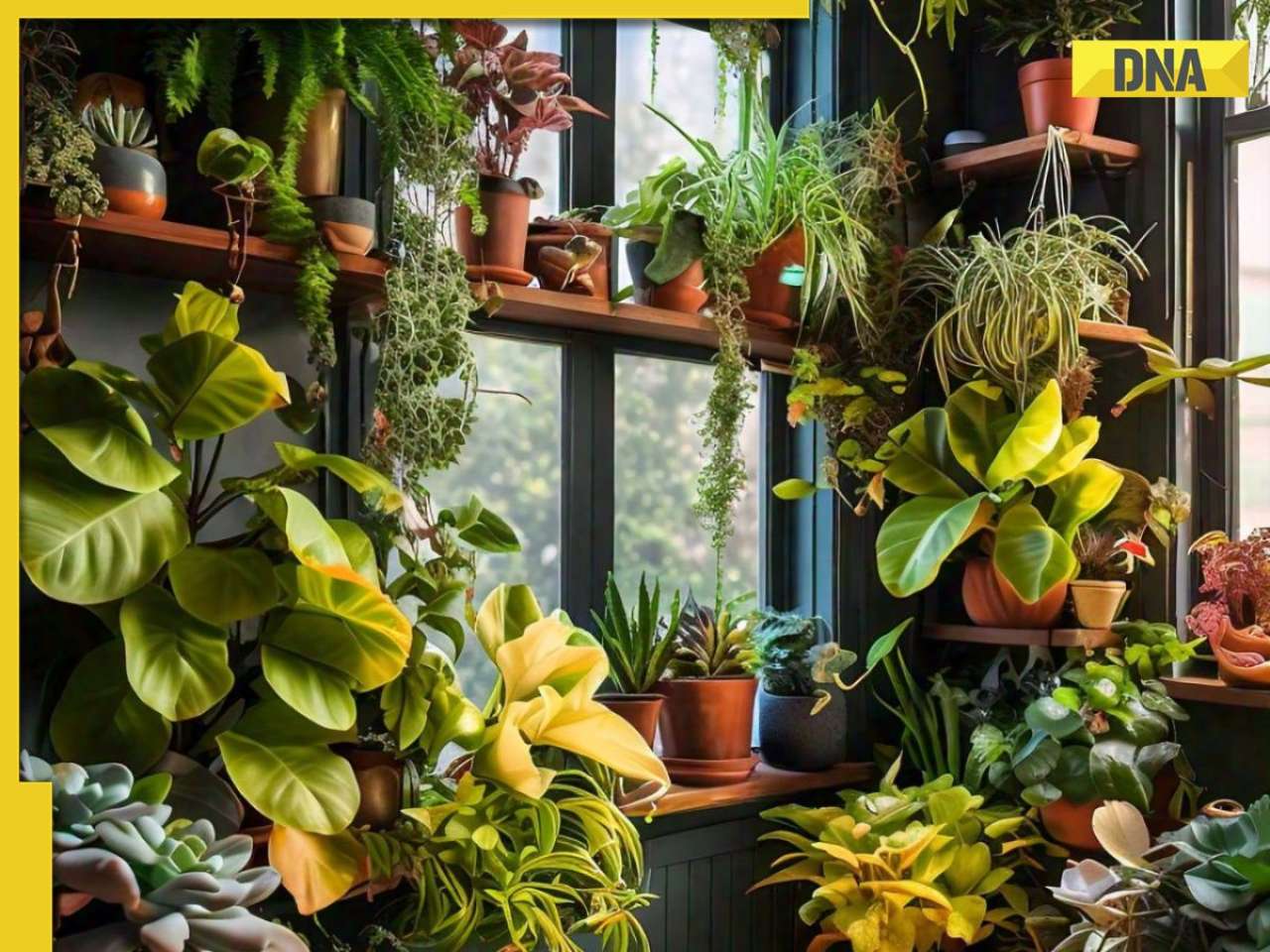 5 tips to maintain plants in winter