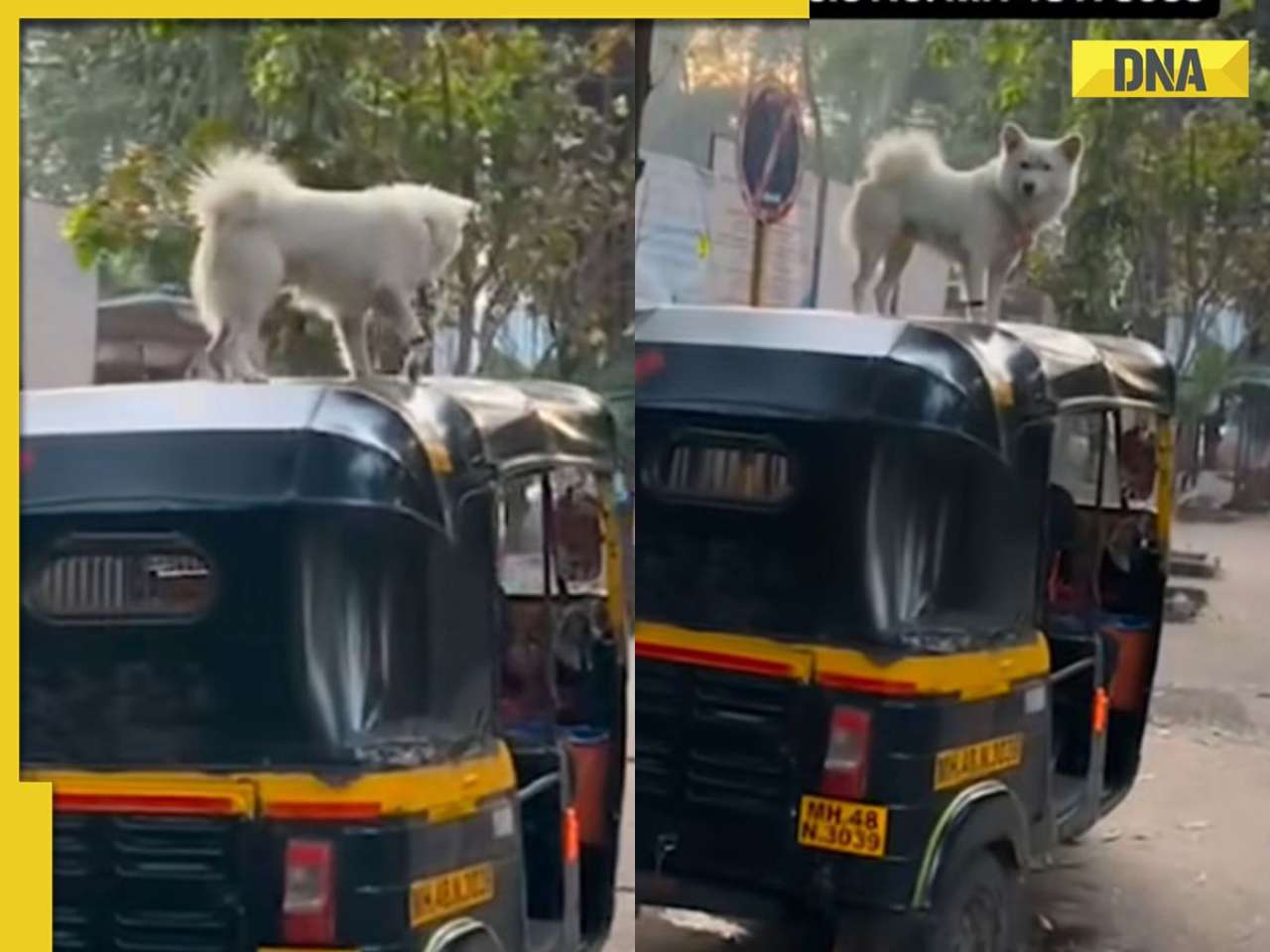 Watch: Mumbai man drives with dogs on autorickshaw roof video goes viral