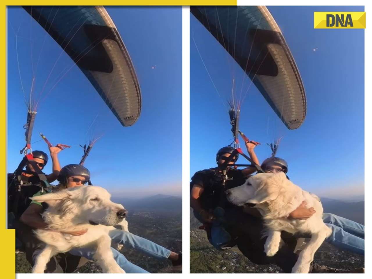 'Would never ever do this to my babies': Netizens slam couple for paragliding with their dog, WATCH viral video 