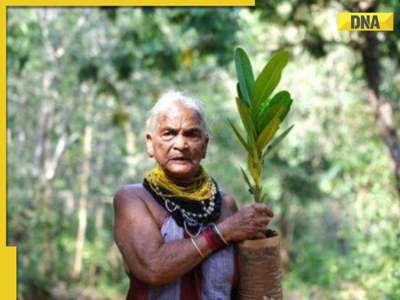 Who was Tulsi Gowda? Padma Shri awardee environmentalist, 'Encyclopedia of Forest', who died at 86