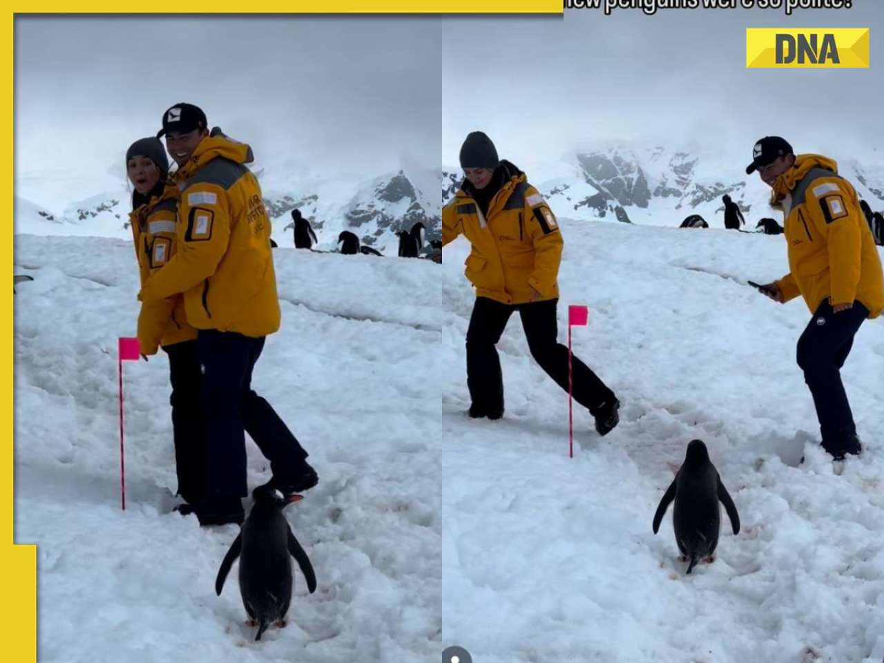 Viral video: Penguin waits patiently as couple moves aside in Antarctic ...