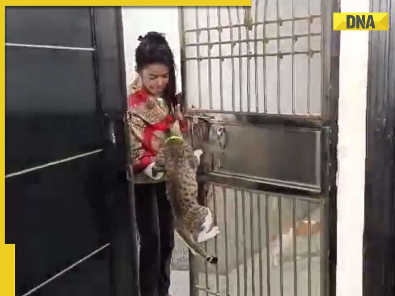 Viral video: Cat opens door on command, leaves netizens amazed