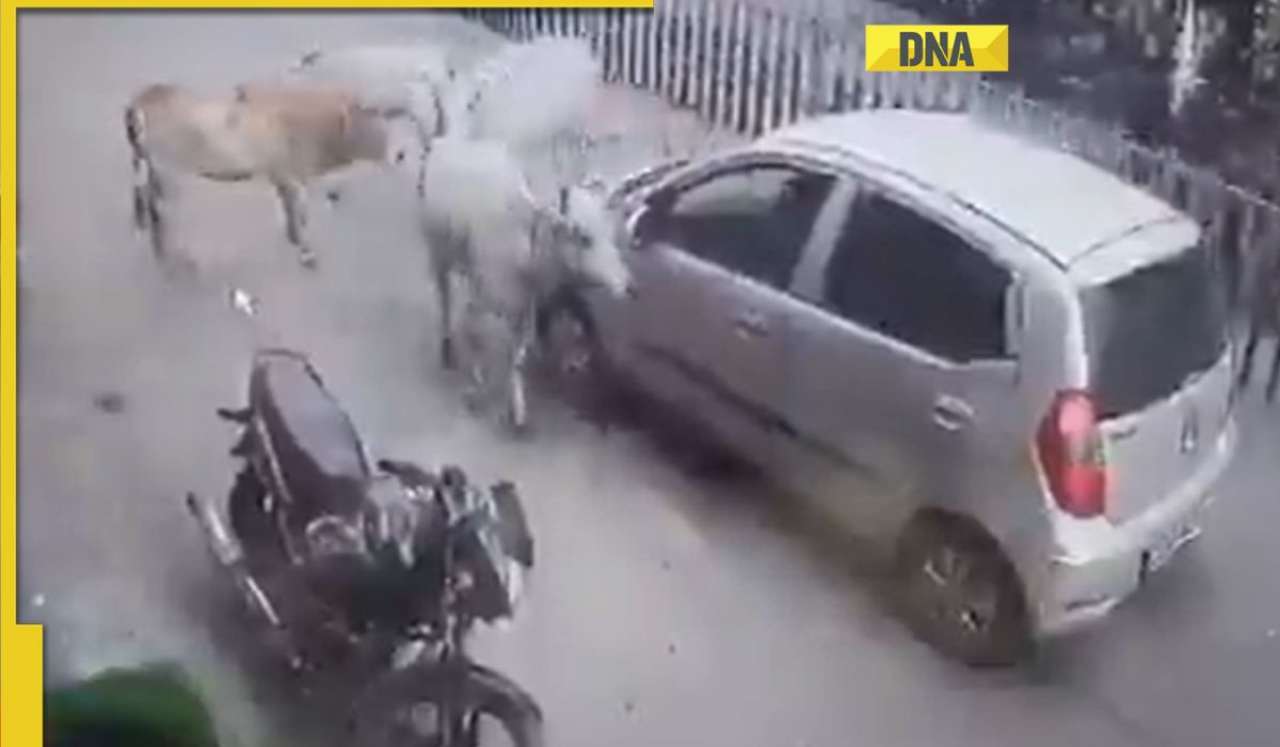 Watch: Car drags calf for 200 meters, cows rush to stop it, video goes viral 