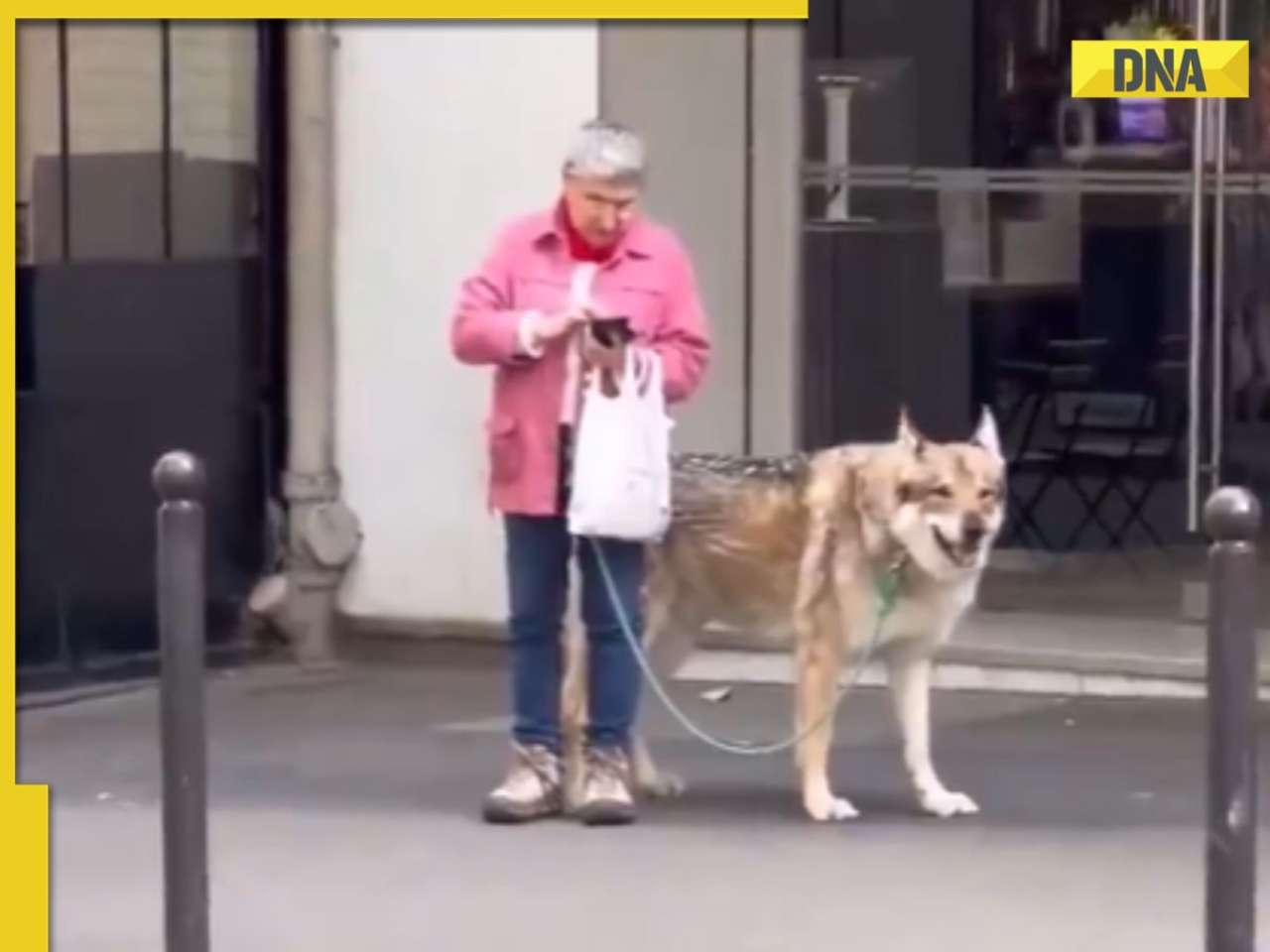 Video of woman walking with 'wolf-like' pet leaves social media stunned, watch here