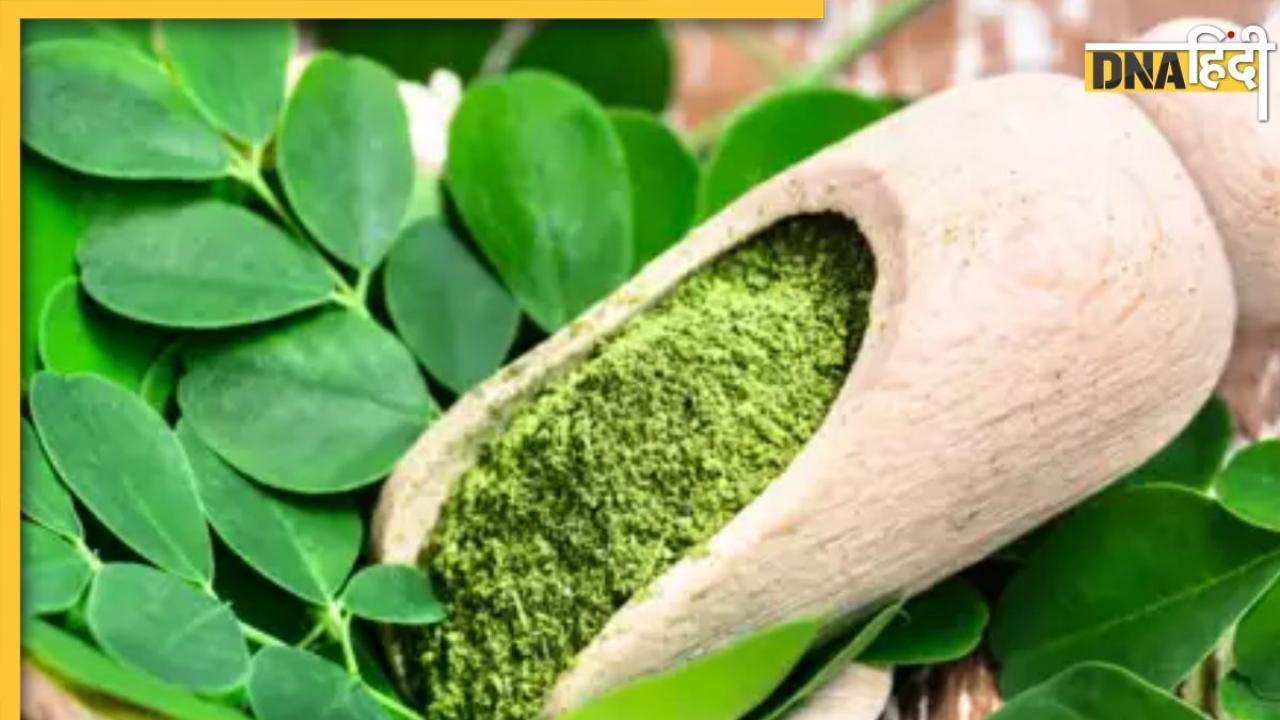 Moringa Leaves Benefits: संजीवनी बूटी से कम नहीं ये हरी पत्तियां, ब्लड शुगर के साथ कंट्रोल कर देगी तेजी से बढ़ता वजन