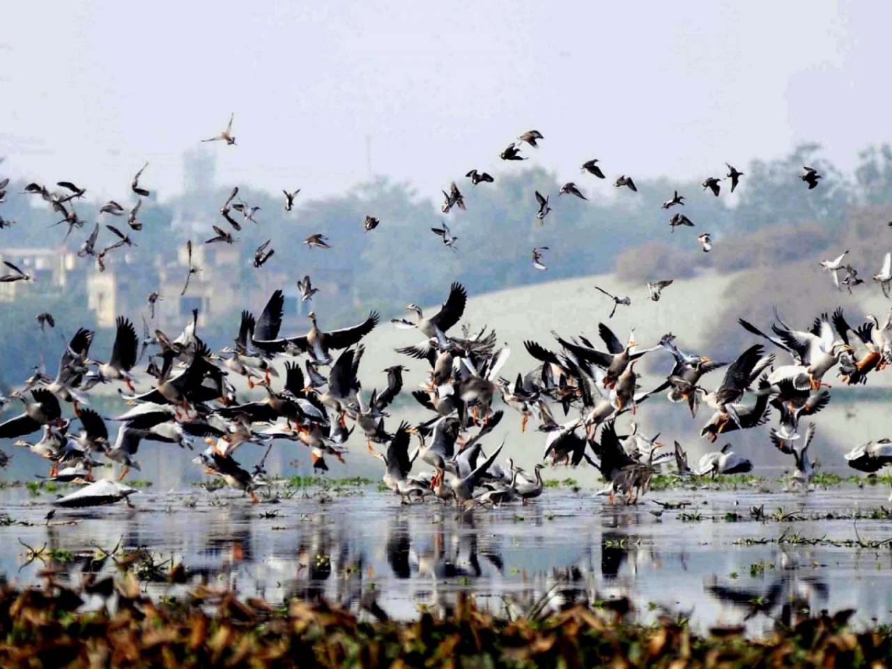 Okhla Bird Sanctuary