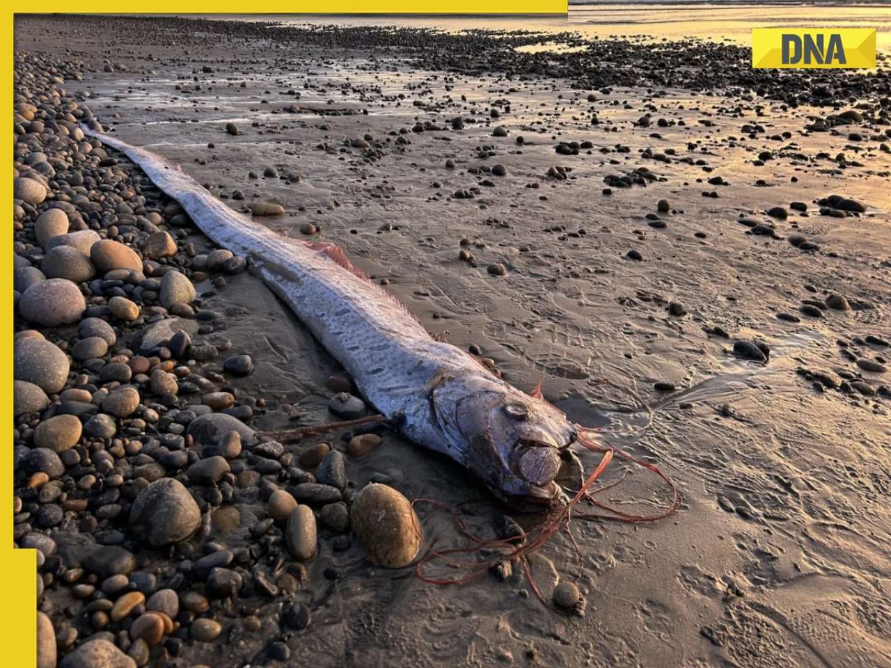 Something bad is coming? Rare 'doomsday oarfish' spotted near Mexican beach, here's why it has revived ancient disaster myths