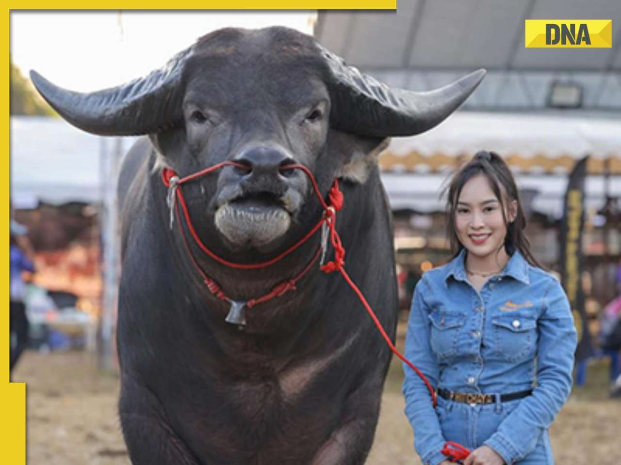 Meet King Kong, the world’s tallest water buffalo, who eats 35 kg of food every day, lives in...