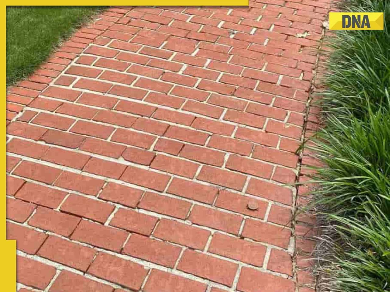 Optical illusion challenge: Can you spot the hidden turtle in just 5 seconds?
