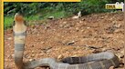 Shocking News: युवक ने King Cobra के डंसने पर तत्काल लिया बदला, मारकर थैले में डाला और पहुंच गया अस्पताल