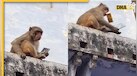 Viral Video: वृंदावन में 1 लाख का Samsung S25 Ultra मोबाइल लेकर फुर्र हुआ बंदर, पार्टी का दिया लालच तो फिर देखें क्या हुआ