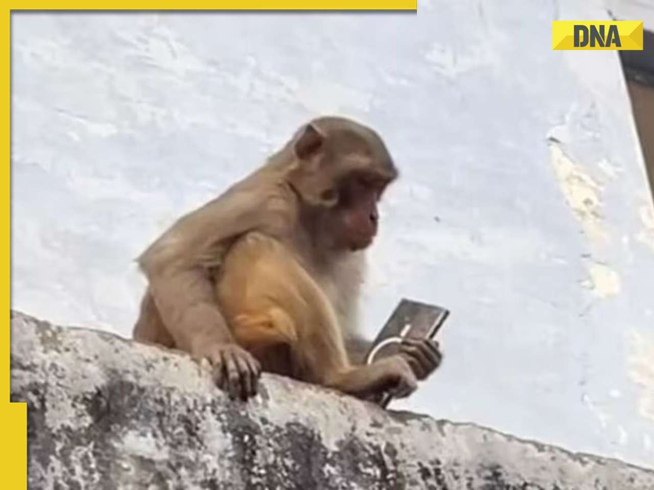 Viral Video: Monkey hilariously trades expensive phone for mango drink in Vrindavan, WATCH