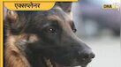 होली पर कुत्ते ने नोच-नोचकर मार डाली दादी, Doggy के वियोग में कलयुगी पोते ने छोड़ा खाना-पीना...