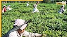 दुनिया का तीसरा सबसे बड़ा चाय निर्यातक देश बना भारत, एक साल में की 7111 करोड़ रुपये की कमाई