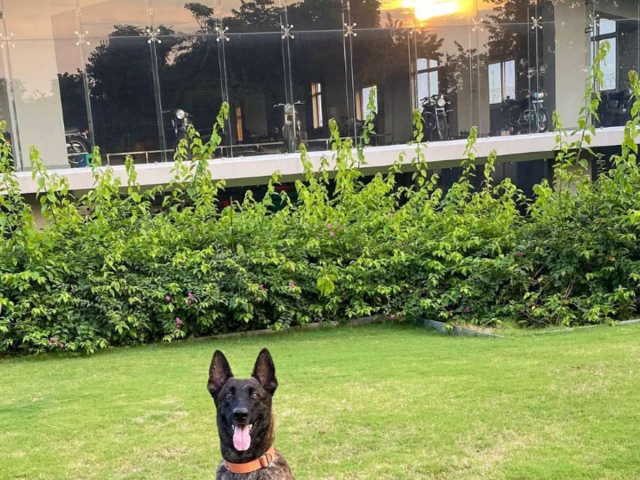 New Member, a horse named Chetak