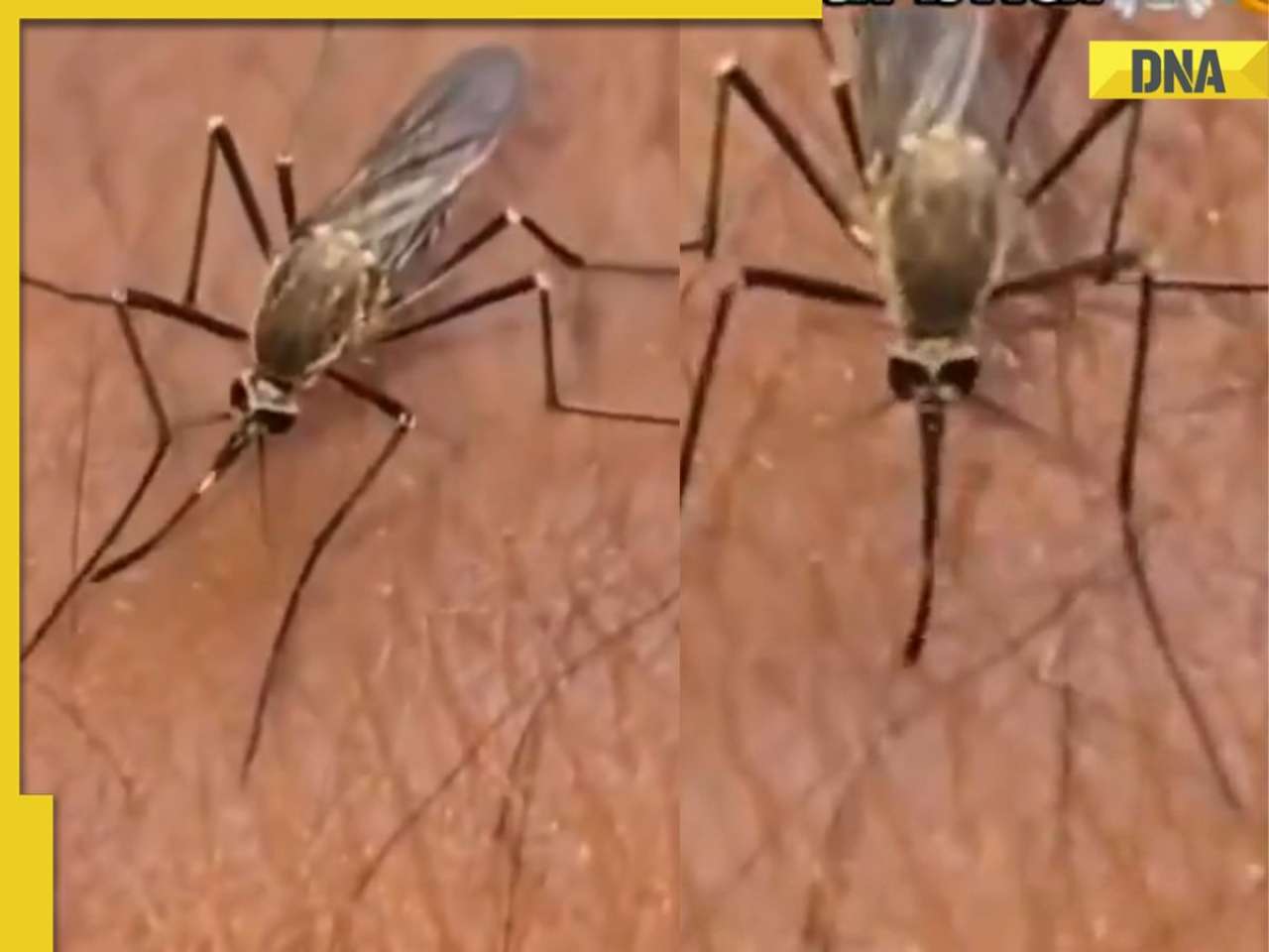 Viral Video: Mosquito fails to bite man’s wrist after several attempts, netizens joke, ‘shame on you’ 