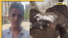 Shocking Video: आवारा पिल्ले उठाए, फिर दीवार पर पटककर दी मौत, Hyderabad में कुत्ता प्रेमी बिजनेसमैन की हैवानियत