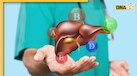 World Liver Day 2025: जानिए लिवर को हेल्दी रखने के 5 'गोल्डन रूल्स' 