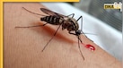 Malaria होने पर खानपान का रखें खास ख्याल, डाइट में शामिल करें ये चीजें