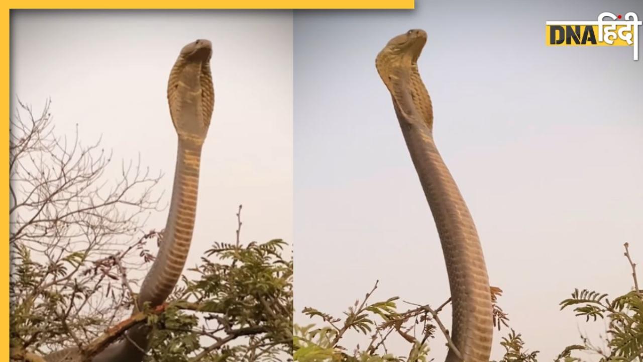 King Cobra Viral Video: पेड़ से कई फुट ऊपर हवा में फन फैलाकर बैठा किंग कोबरा, लोग बोले- गर्लफ्रेंड ढूंढ रहा क्या
