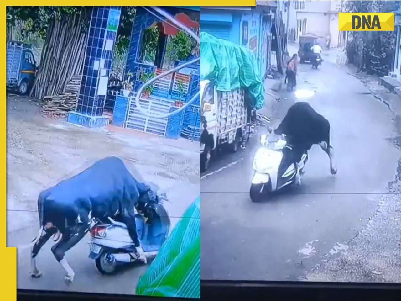 SHOCKING! Viral video shows bull stealing scooter, netizens say, 'bro preparing for his date', WATCH 