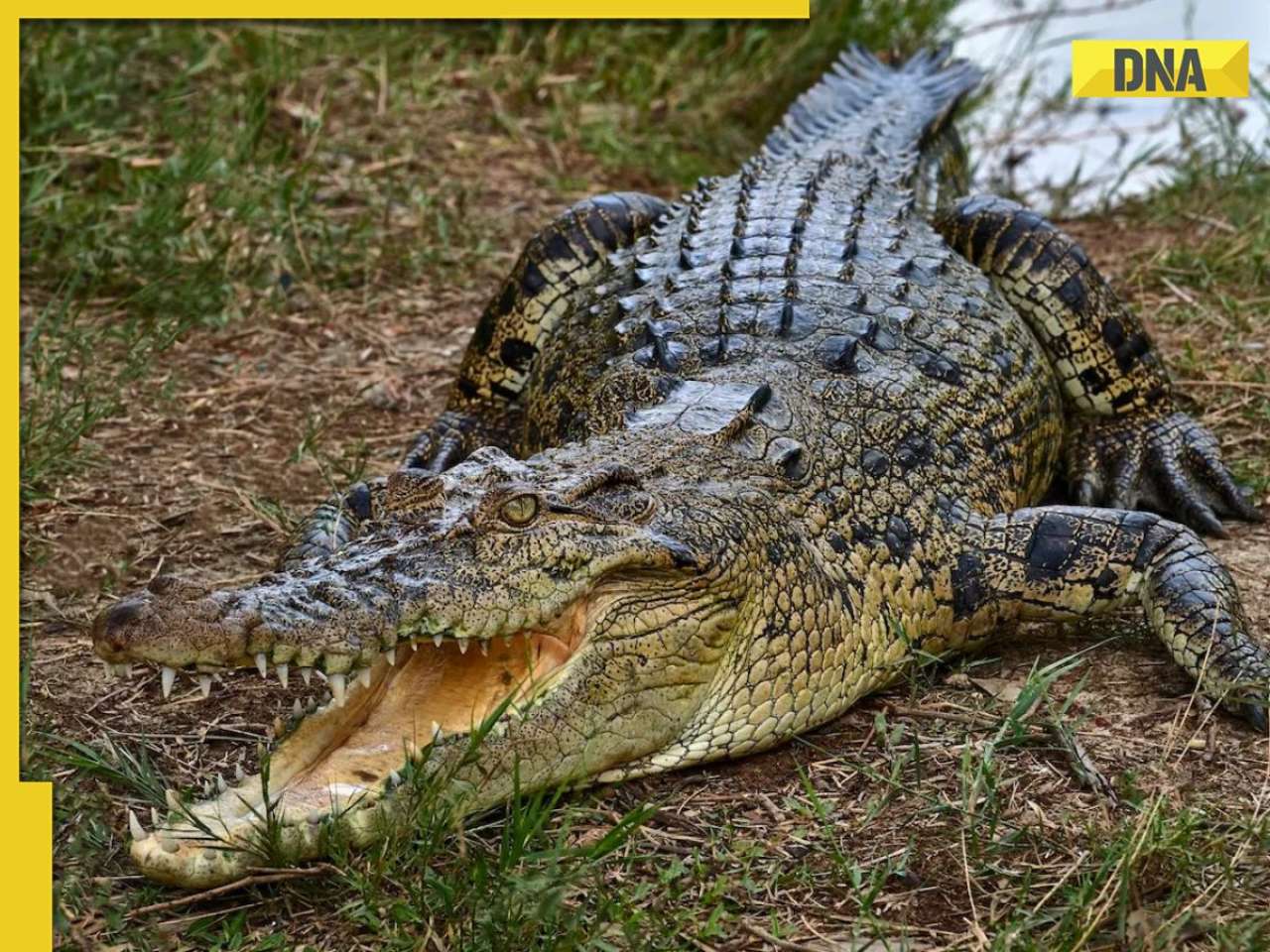 Tourist tries to take selfie with crocodile statue, ends up being bitten as it was...; netizens call him 'dumb'