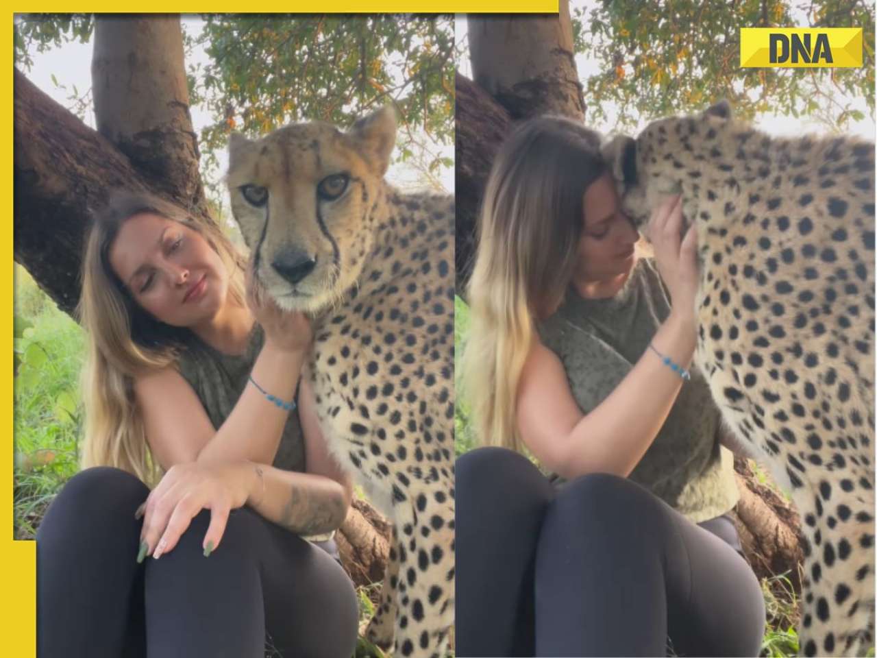 Woman shares heartwarming moment with cheetah, kisses it in viral video, netizens call her 'insane'