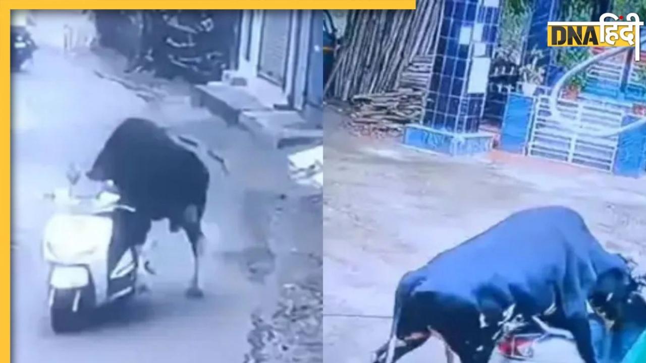 सांड ने चुराई स्कूटी! वायरल वीडियो देख लोग बोले-'भरोसा ही नहीं हो रहा, कोई जानवर भी ऐसा कर सकता है...', यहां जानें सच