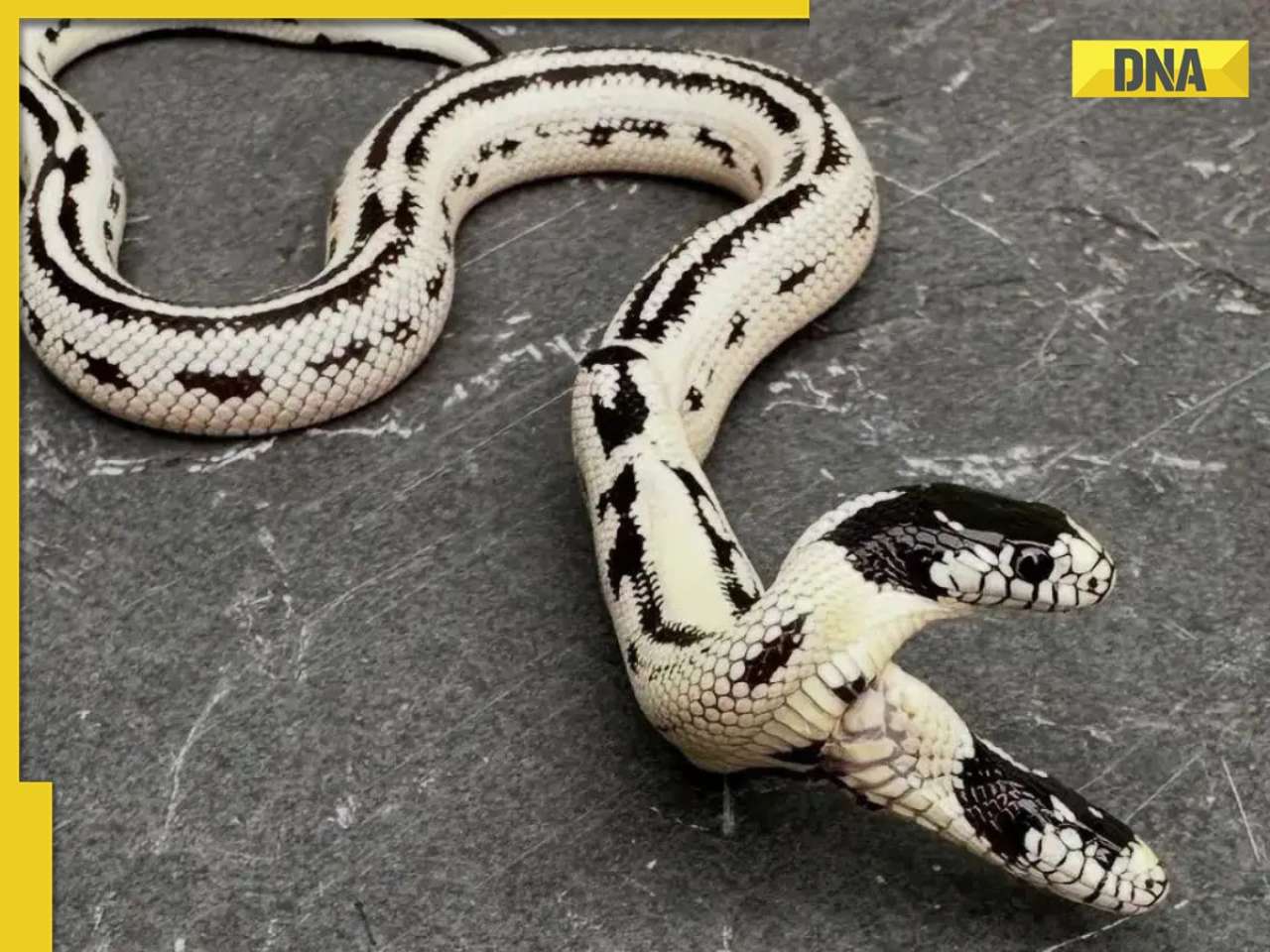 Rare two-headed snake hatches at US pet store